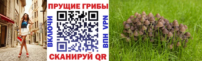 маркетплейс как зайти  Ельня  Галлюциногенные грибы мухоморы 